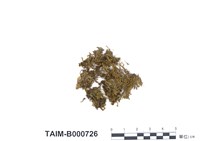 藏品(裸萼鳳尾苔)的圖片